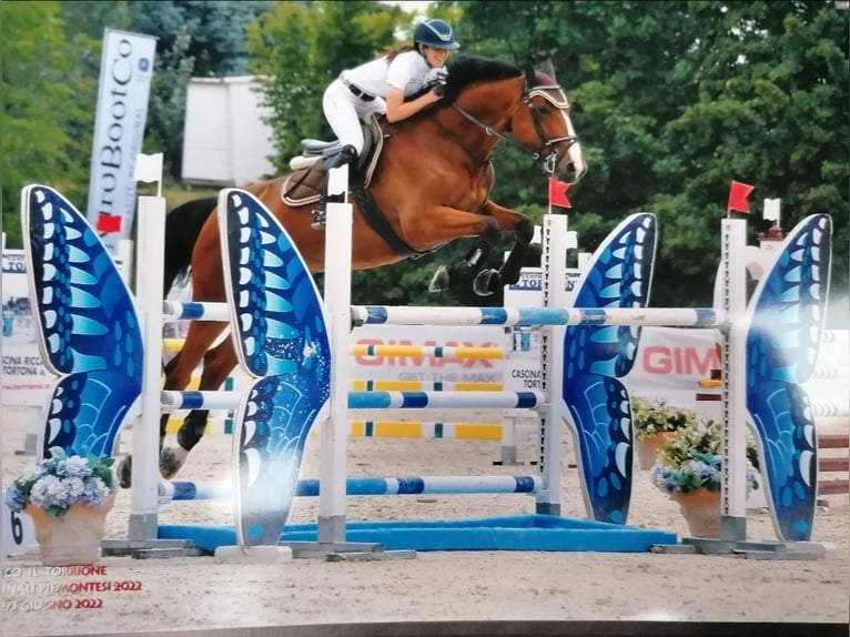 Selle Francais Stute 10 Jahre 170 cm Brauner in Orbassano
