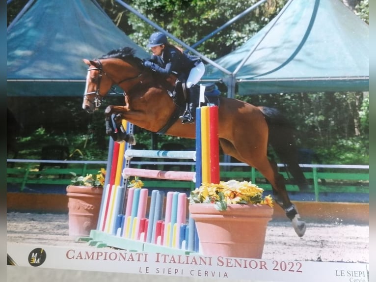 Selle Francais Stute 10 Jahre 170 cm Brauner in Orbassano