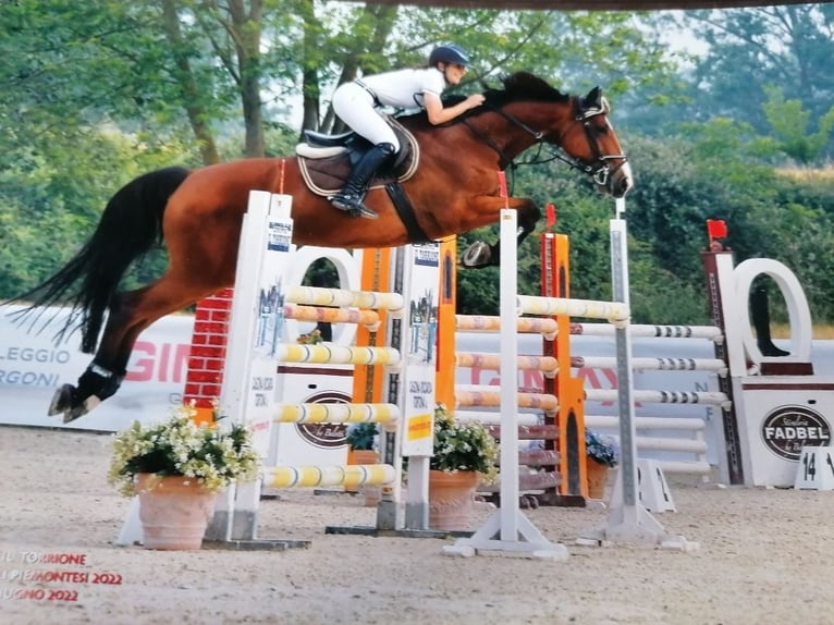 Selle Francais Stute 10 Jahre 170 cm Brauner in Orbassano