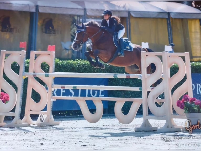 Selle Francais Stute 10 Jahre 170 cm Brauner in Orbassano