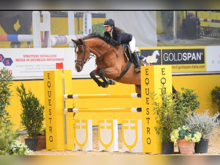 Selle Francais Stute 10 Jahre 170 cm Brauner in Orbassano