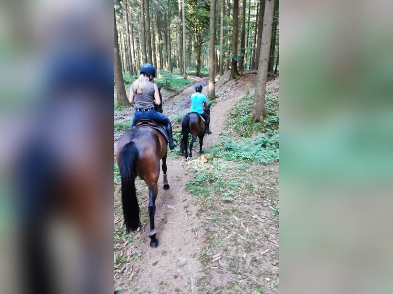 Selle Francais Stute 11 Jahre 162 cm Brauner in Giengen an der Brenz