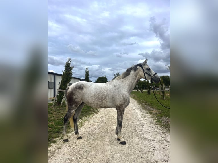 Selle Francais Stute 11 Jahre 165 cm Schimmel in St Sauveur d'Aunis