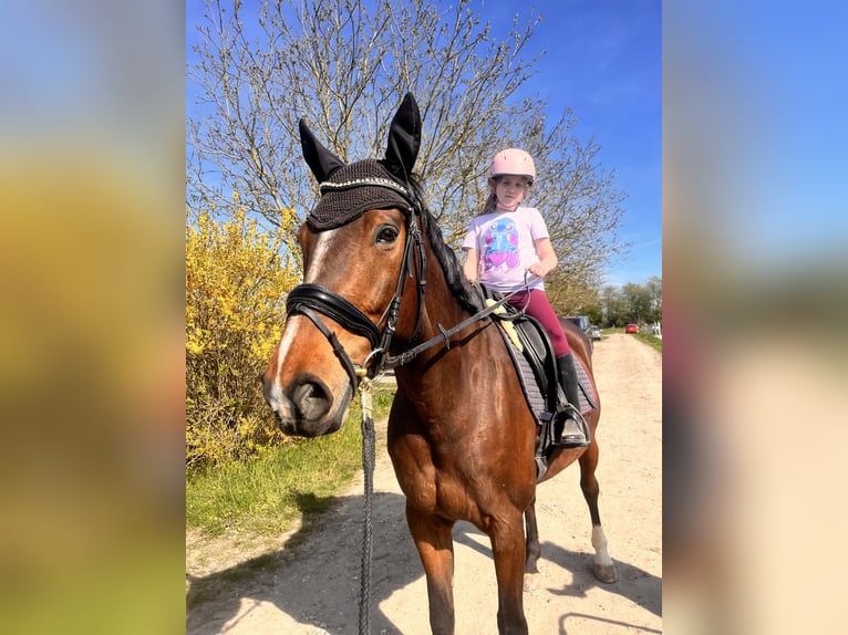 Selle Francais Stute 11 Jahre 167 cm Brauner in Offenburg