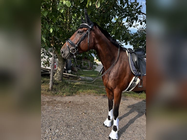 Selle Francais Stute 11 Jahre 167 cm Brauner in Offenburg