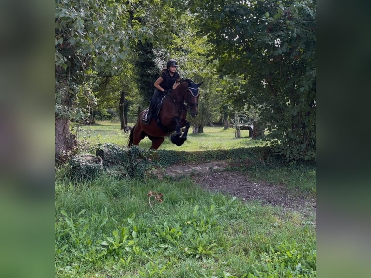 Selle Francais Stute 11 Jahre 167 cm Brauner in Offenburg