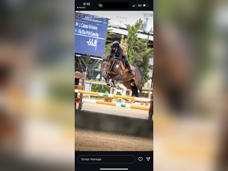 Selle Francais Stute 11 Jahre 167 cm Dunkelbrauner in Cargadero Viejo