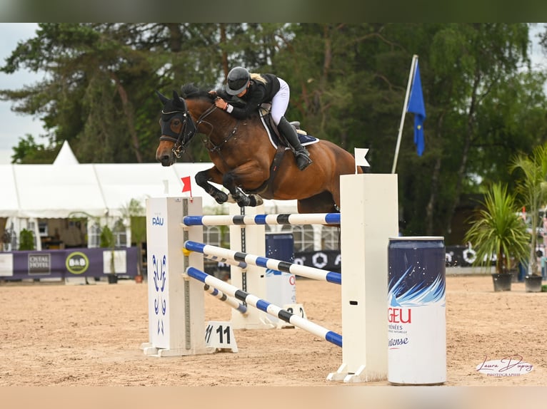 Selle Francais Stute 11 Jahre 169 cm Brauner in Orignac