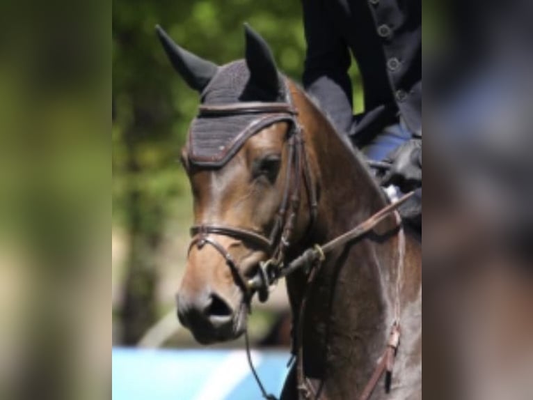 Selle Francais Stute 11 Jahre 172 cm Dunkelbrauner in Gijón