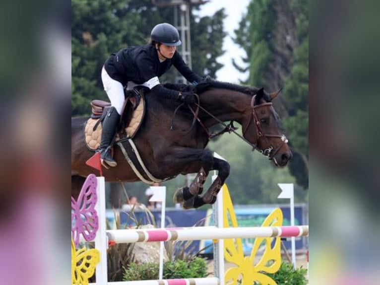 Selle Francais Stute 11 Jahre 172 cm Dunkelbrauner in Gijón