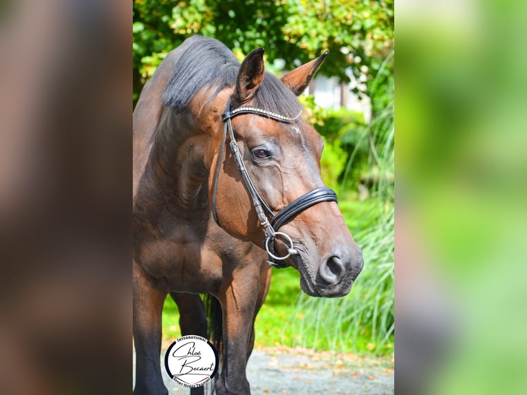 Selle Francais Stute 11 Jahre 174 cm Schwarzbrauner in Saint-Lô