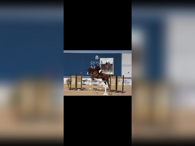 Selle Francais Stute 11 Jahre 182 cm Dunkelfuchs in Tanger,Africa