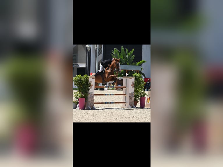 Selle Francais Stute 11 Jahre 182 cm Dunkelfuchs in Tanger,Africa