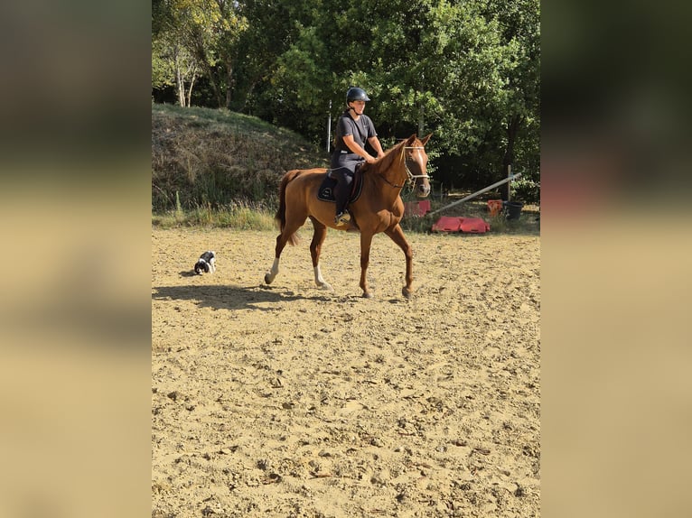 Selle Francais Stute 12 Jahre 160 cm Rotfuchs in Savasse