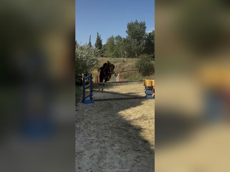 Selle Francais Stute 12 Jahre 160 cm Rotfuchs in Savasse