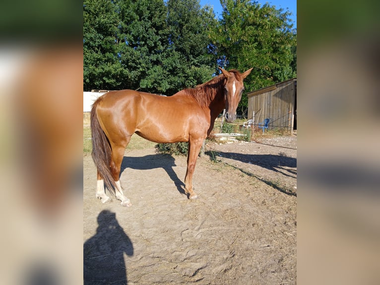 Selle Francais Stute 12 Jahre 160 cm Rotfuchs in Savasse