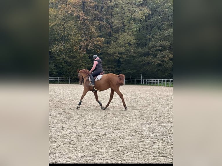 Selle Francais Stute 12 Jahre 170 cm Fuchs in Luneville
