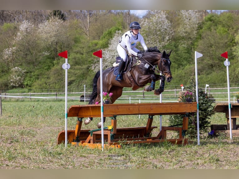 Selle Francais Stute 12 Jahre 170 cm Schwarzbrauner in Darmstadt