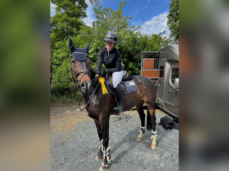 Selle Francais Stute 12 Jahre 170 cm Schwarzbrauner in Darmstadt