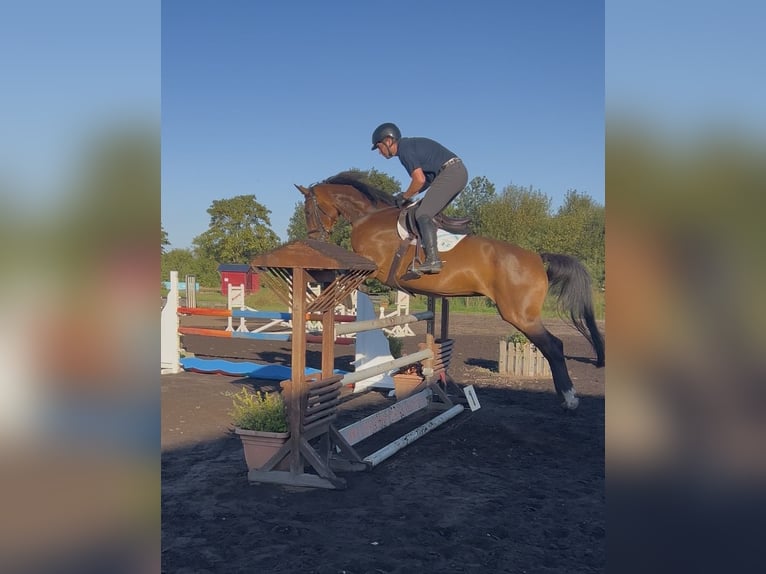 Selle Francais Stute 12 Jahre 172 cm Hellbrauner in Aukrug