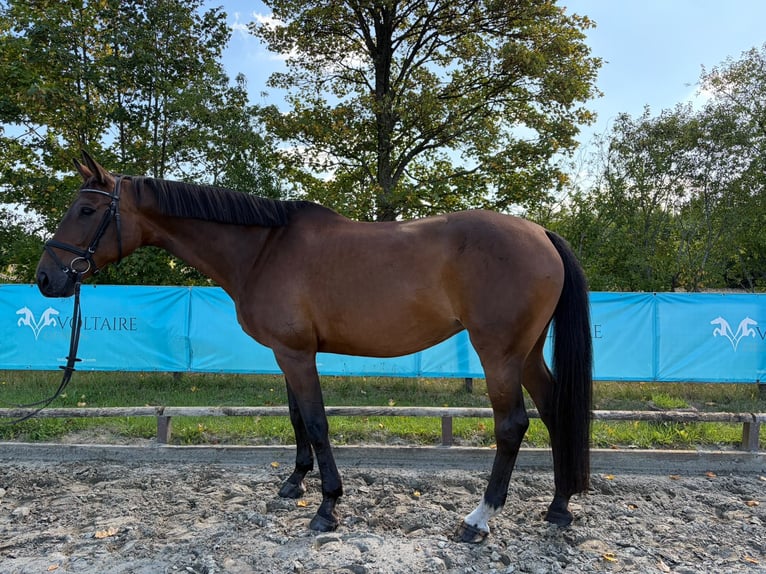Selle Francais Stute 12 Jahre 172 cm Hellbrauner in Aukrug