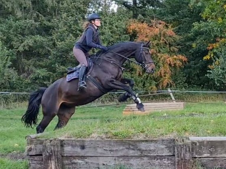 Selle Francais Stute 12 Jahre 176 cm in M&#xFC;nster