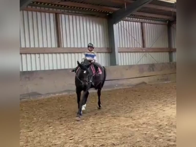 Selle Francais Stute 12 Jahre 176 cm in M&#xFC;nster
