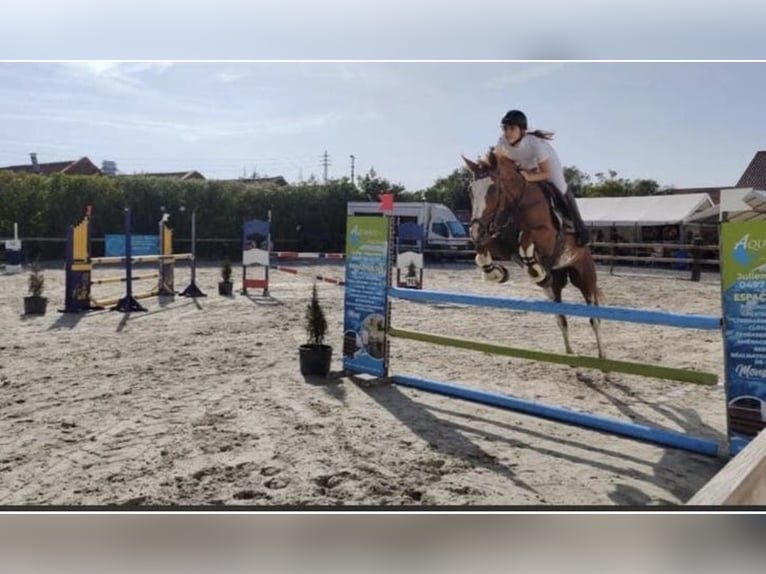 Selle Francais Stute 13 Jahre 163 cm Schecke in Geraardsbergen