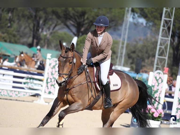 Selle Francais Stute 13 Jahre 166 cm Brauner in La Terrasse