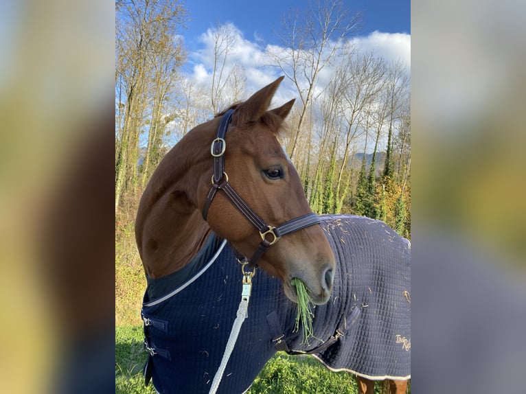 Selle Francais Stute 13 Jahre 166 cm Fuchs in La Terrasse