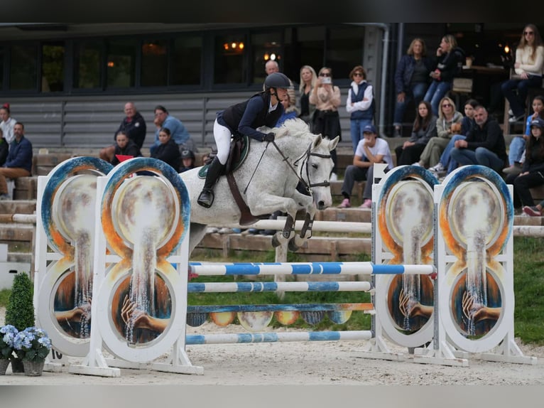 Selle Francais Stute 13 Jahre 170 cm Fliegenschimmel in Montarnaud