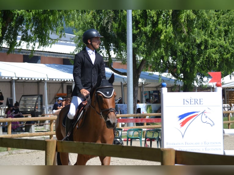 Selle Francais Stute 13 Jahre Brauner in Aix-en-Provence