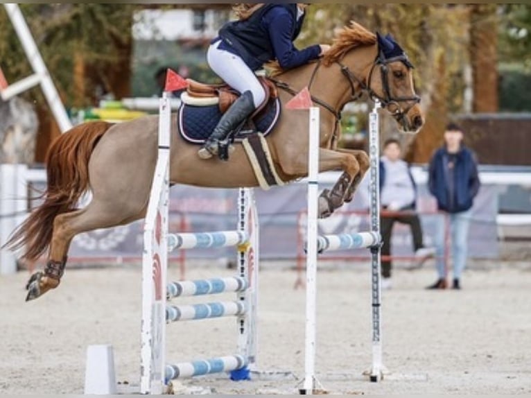 Selle Francais Stute 14 Jahre 139 cm Fuchs in Oviedo