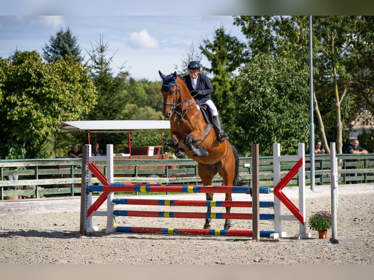 Selle Francais Stute 14 Jahre 165 cm Brauner in Burgwerben