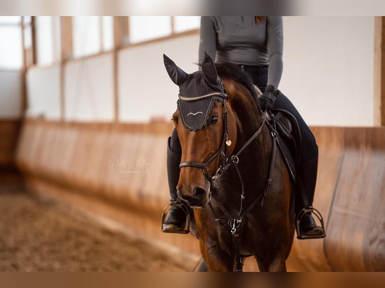 Selle Francais Stute 14 Jahre 165 cm Brauner in Burgwerben