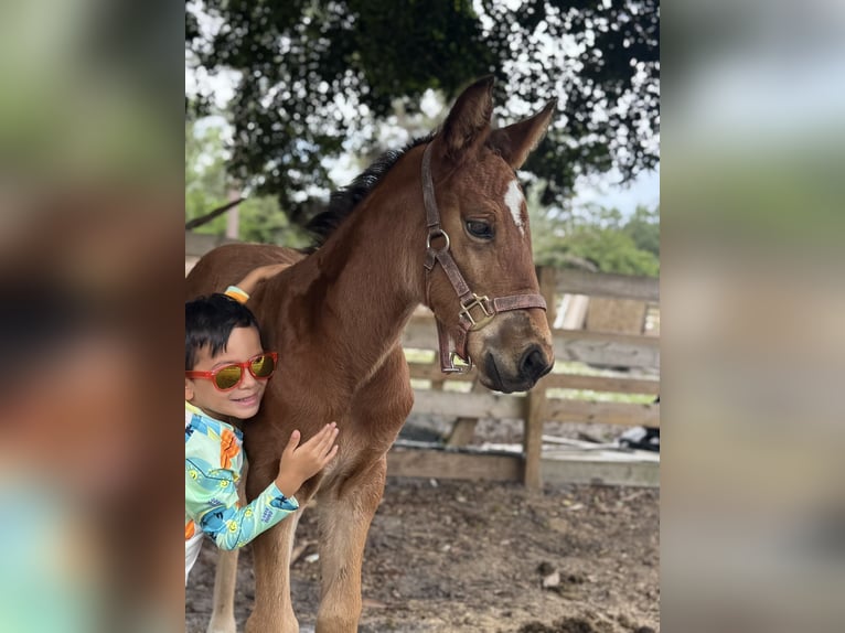 Selle Francais Stute 14 Jahre 173 cm Dunkelfuchs in Loxahatchee