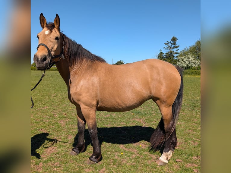 Selle Francais Mix Stute 15 Jahre 157 cm Buckskin in Stratford Upon Avon