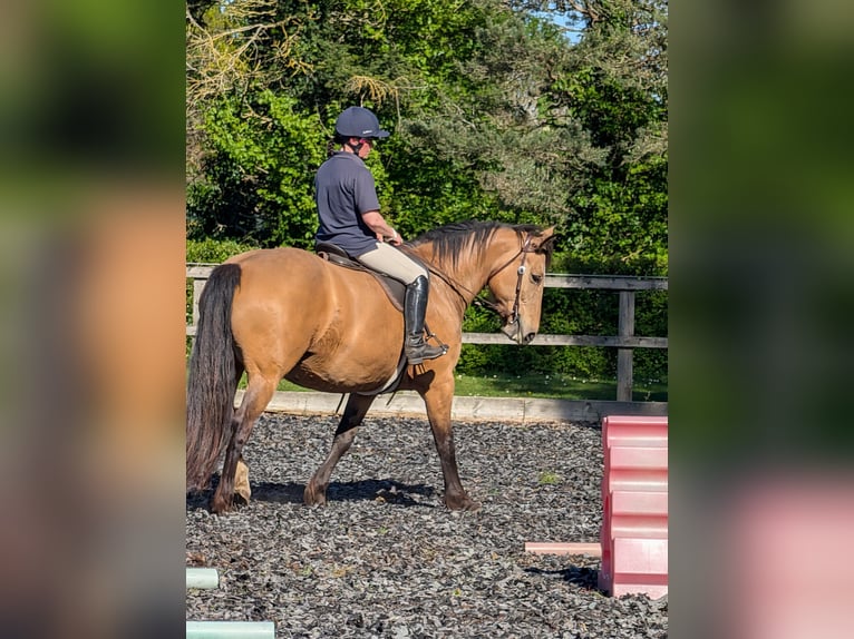 Selle Francais Mix Stute 15 Jahre 157 cm Buckskin in Stratford Upon Avon
