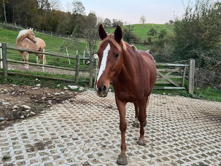 Selle Francais Stute 15 Jahre 163 cm Fuchs in Rheinfelden