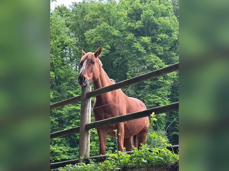 Selle Francais Stute 15 Jahre 163 cm Fuchs in Rheinfelden