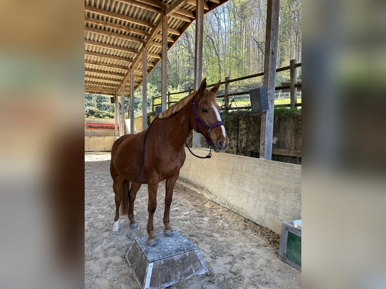 Selle Francais Stute 15 Jahre 163 cm Fuchs in Rheinfelden