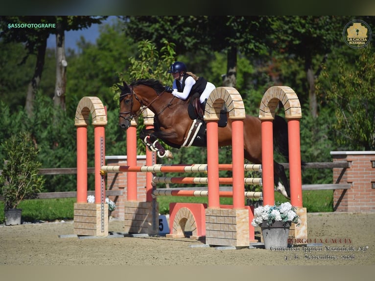 Selle Francais Stute 16 Jahre 168 cm Brauner in Busto Arsizio
