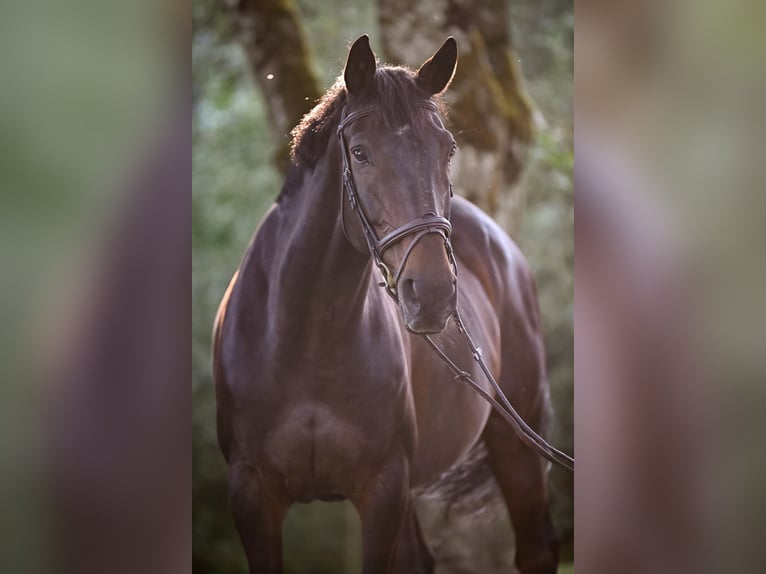Selle Francais Stute 16 Jahre 168 cm Dunkelbrauner in Dielsdorf
