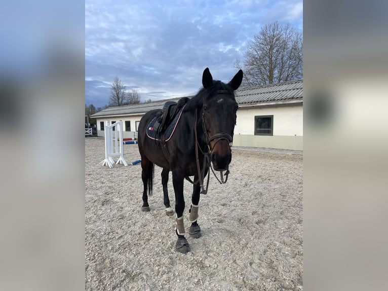 Selle Francais Stute 16 Jahre 168 cm Dunkelbrauner in Dielsdorf