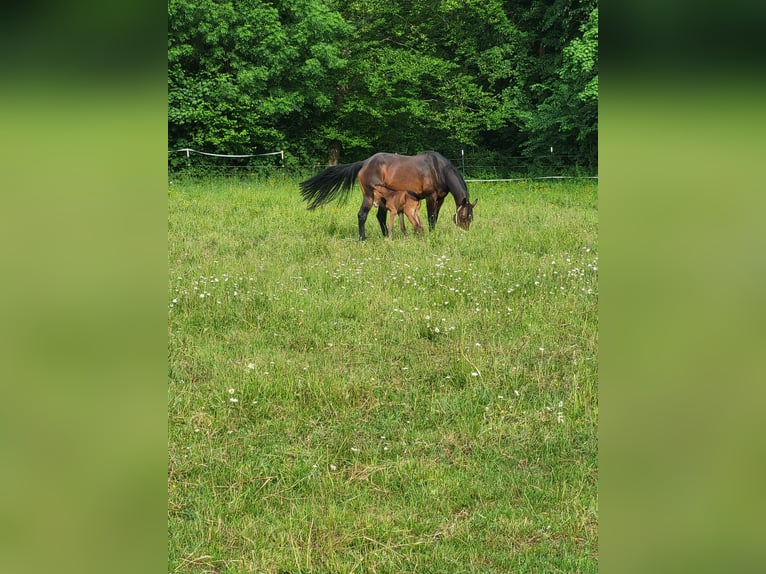 Selle Francais Stute 16 Jahre 170 cm Dunkelbrauner in Wört