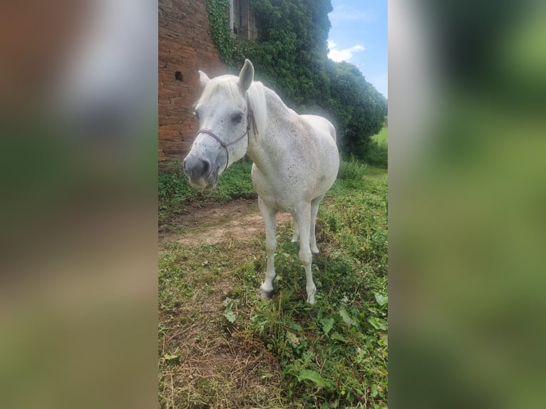 Selle Francais Stute 16 Jahre Fliegenschimmel in Su&#xF1;ide