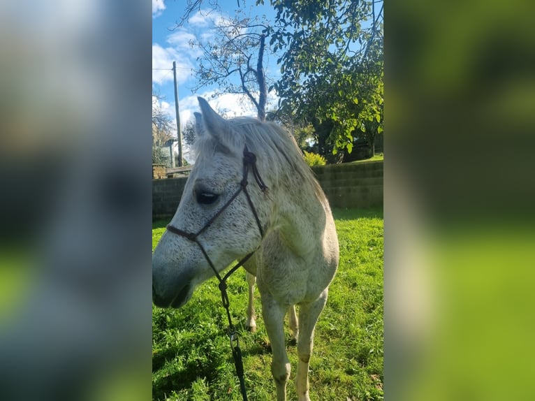 Selle Francais Stute 16 Jahre Fliegenschimmel in Su&#xF1;ide