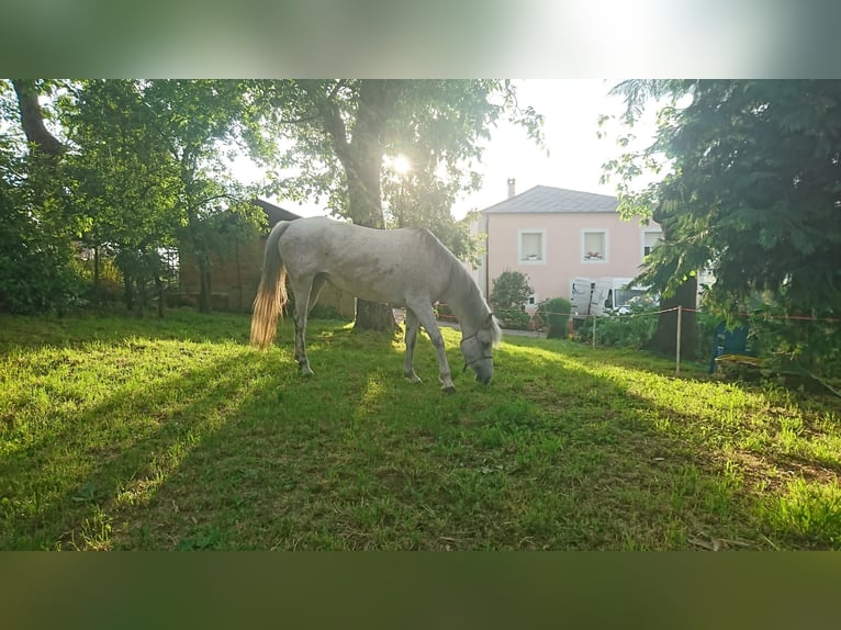 Selle Francais Stute 16 Jahre Fliegenschimmel in Su&#xF1;ide