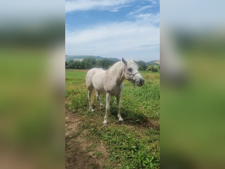 Selle Francais Stute 16 Jahre Fliegenschimmel in Su&#xF1;ide