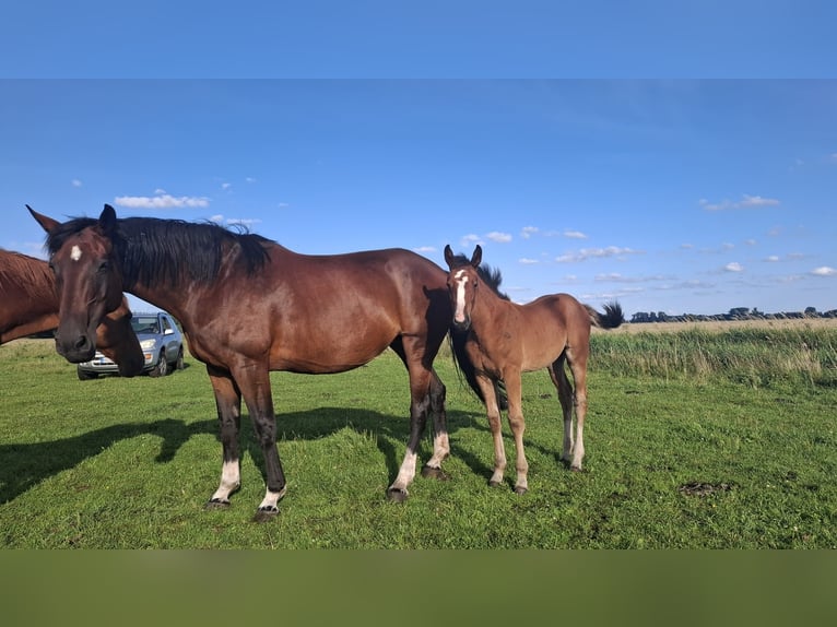 Selle Francais Stute 17 Jahre 172 cm Brauner in Osnabrück